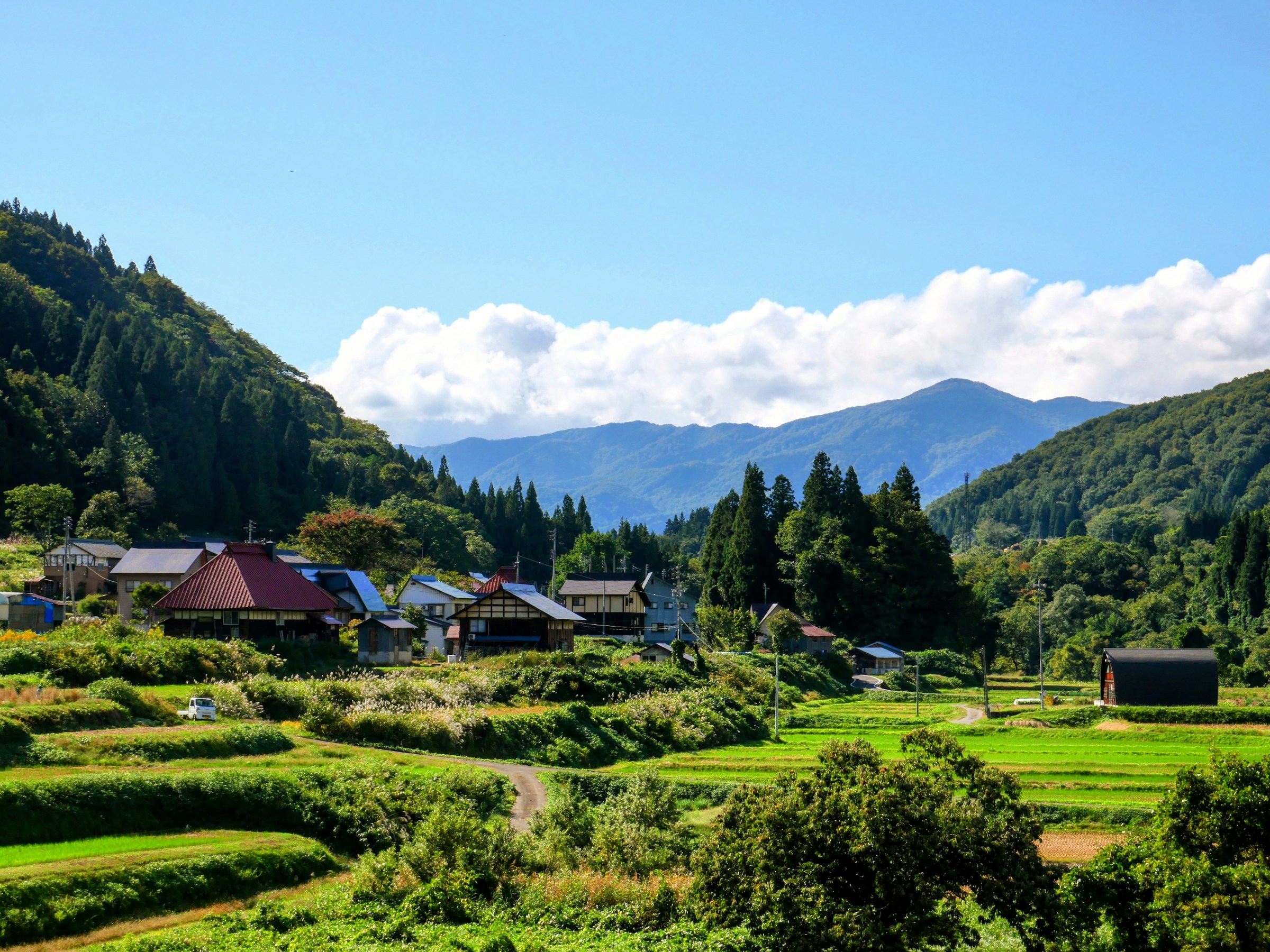 Cover image for Japan's matcha exports doubled to 72.1 billion yen in 2025. What it means for US cafes.