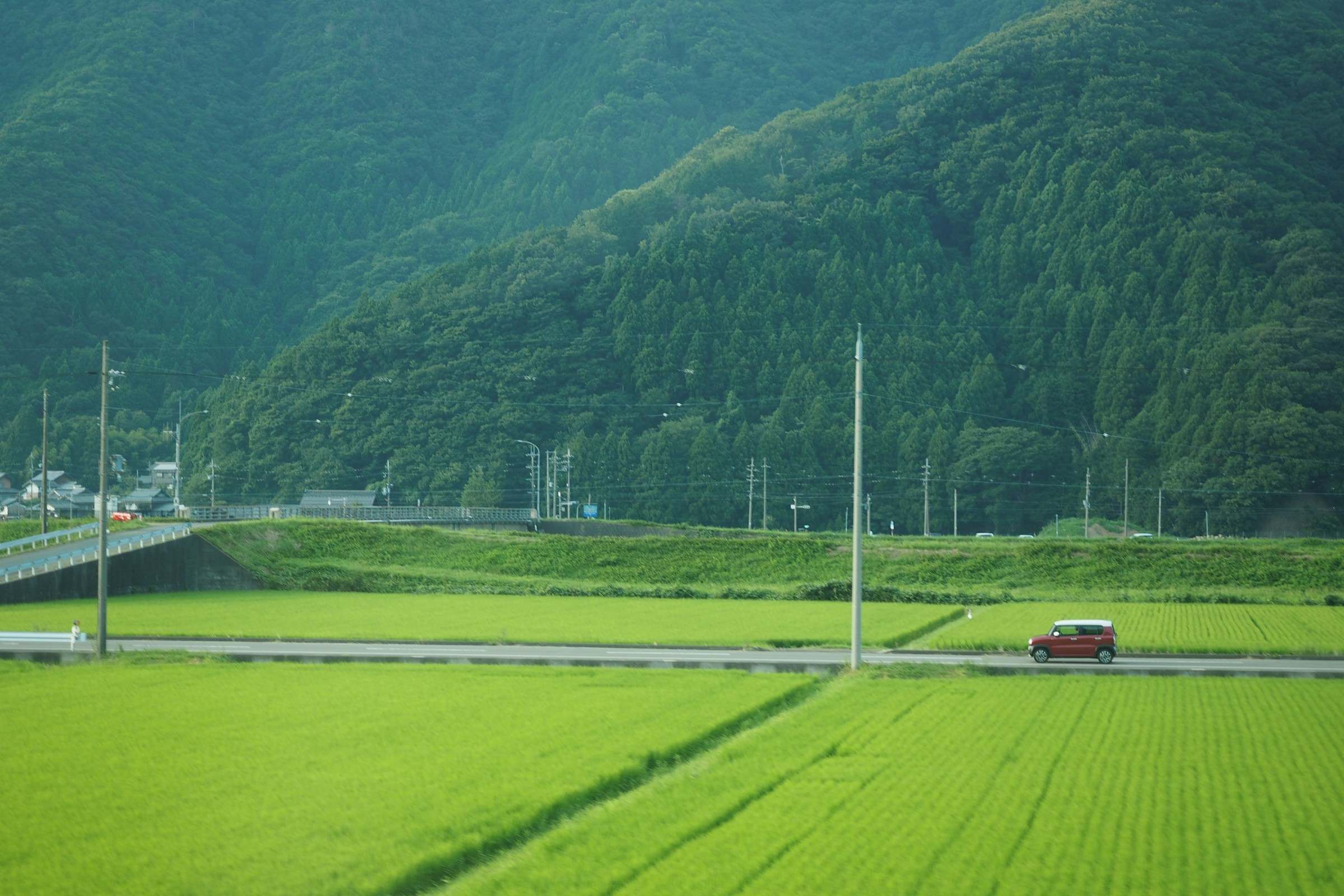 Cover image for Japan moves to GI-protect its tea: what U.S. cafe buyers should watch