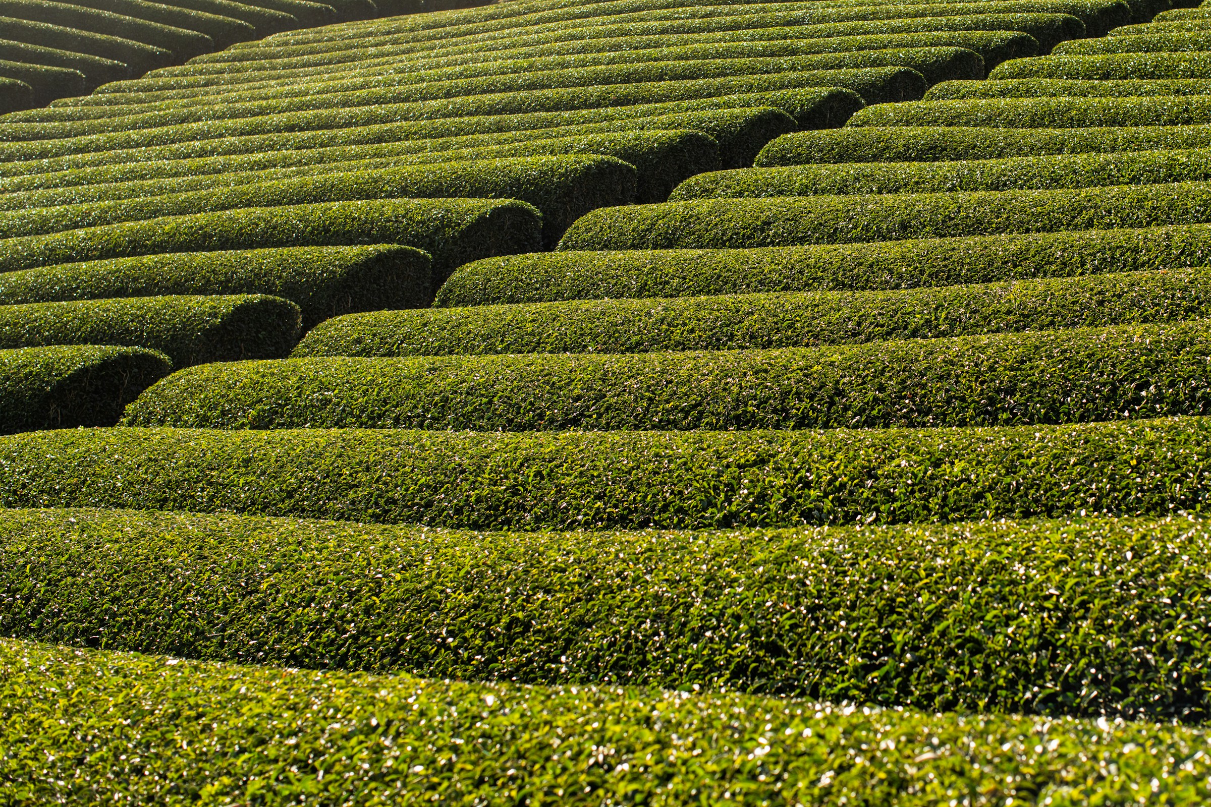 Cover image for Drones Are Automating Matcha Shading. Here's What That Means for Cafe Sourcing in 2027 and Beyond.