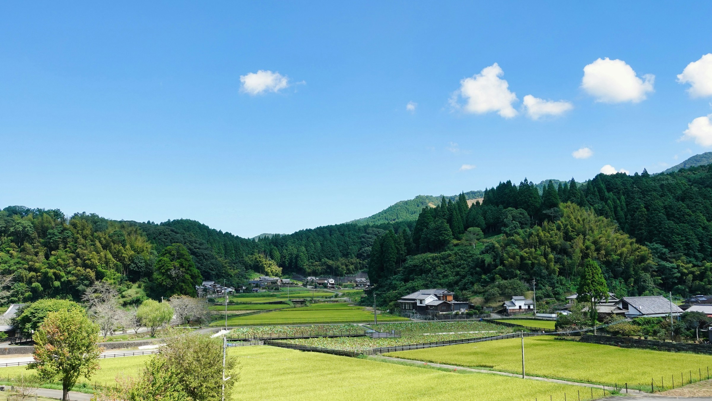 Cover image for Japan's new GI standard for Japanese tea: what it means for U.S. cafe buyers