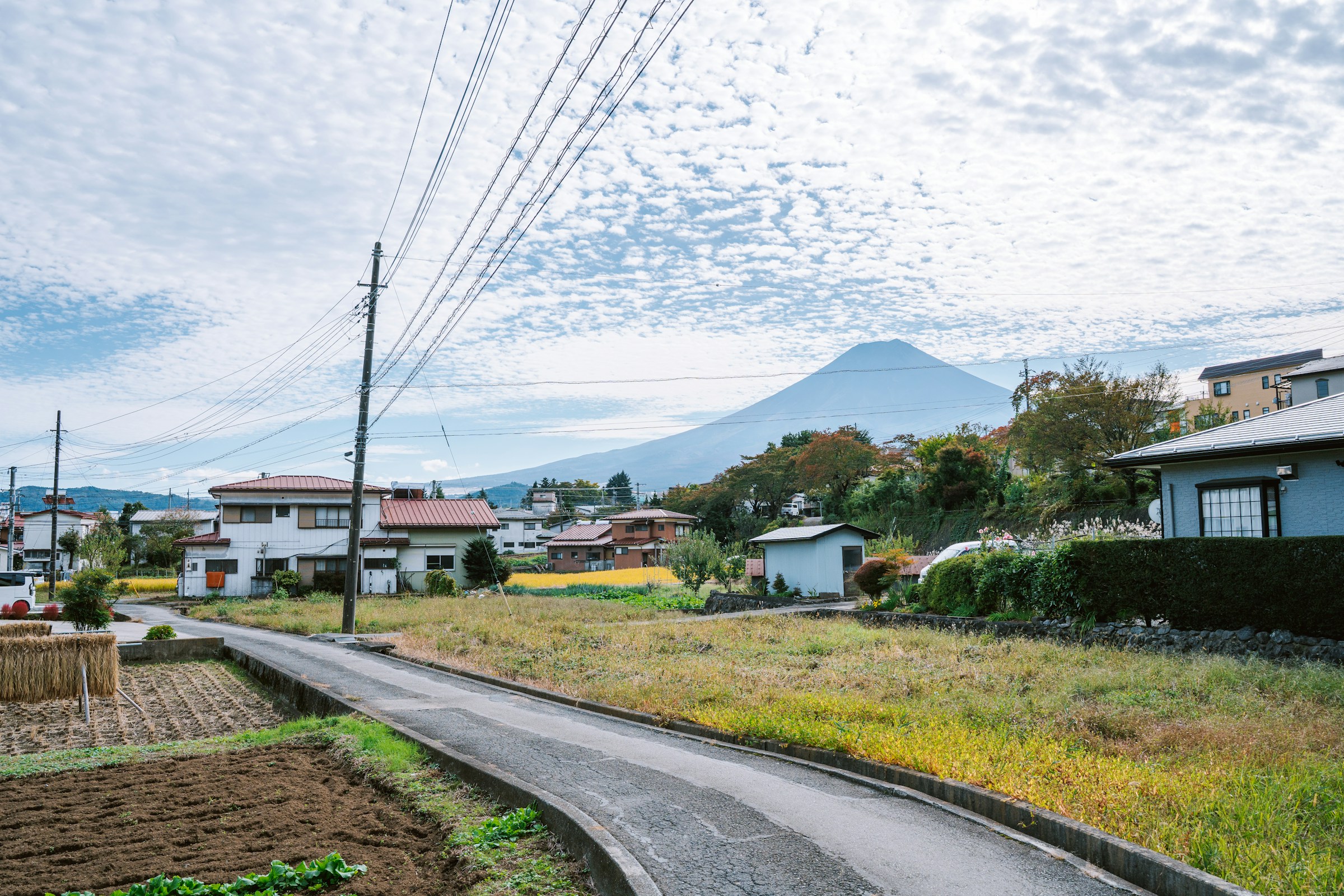 Cover image for Why the Matcha Boom Is Bankrupting Japanese Tea Farms (And What It Means for Your Cafe)