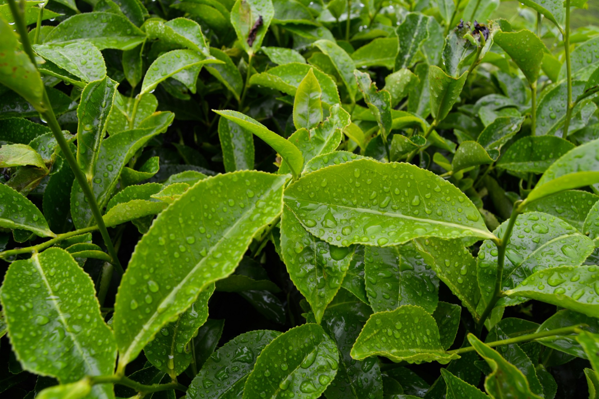 Cover image for The 2026 matcha shortage, explained for wholesale buyers